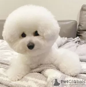 Photo №2 de l'annonce № 99312 de la vente bichon à poil frisé - acheter à USA annonce privée, éleveur