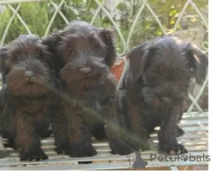 Photos supplémentaires: Schnauzer nain noir et poivre-sel