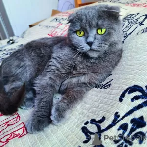 Photo №4. Je vais vendre british shorthair en ville de Cracovie. annonce privée - prix - Gratuit