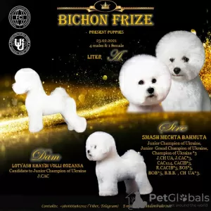 Photo №1. bichon à poil frisé - à vendre en ville de Барвенково | négocié | Annonce №9576