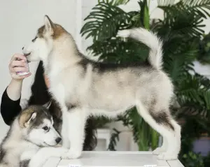 Photo №3. Offert à la vente belle fille Malamute d'Alaska. Fédération de Russie