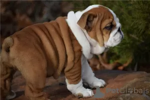 Photo №2 de l'annonce № 110076 de la vente bulldog anglais - acheter à USA 