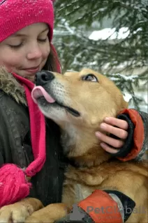 Photo №1. chien bâtard - à vendre en ville de Краснокамск | Gratuit | Annonce №9089