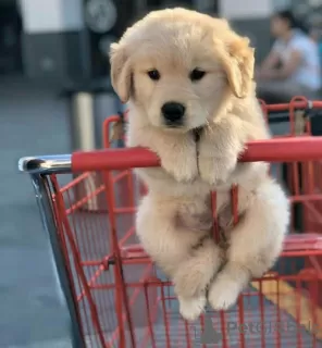 Photo №3. Golden Retriever Welpen zu verkaufen Golden Retriever Welpen zu verkaufen J'ai. Allemagne