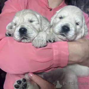 Photos supplémentaires: Chiots Golden Retriever