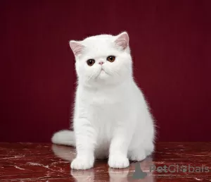 Photo №1. exotic shorthair - à vendre en ville de Novosibirsk | négocié | Annonce № 41775