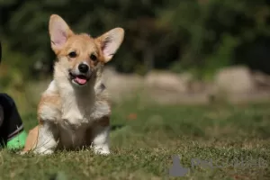 Photo №2 de l'annonce № 79316 de la vente welsh corgi - acheter à Ukraine de la fourrière