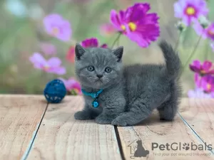 Photo №1. british shorthair - à vendre en ville de Miami | 284€ | Annonce № 93376