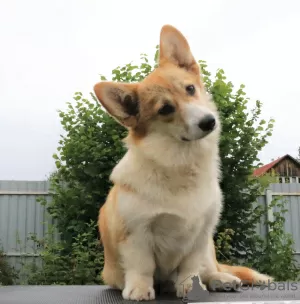 Photo №2 de l'annonce № 56736 de la vente welsh corgi - acheter à Fédération de Russie annonce privée, de la fourrière, éleveur