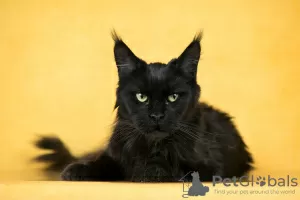 Photo №2 de l'annonce № 104016 de la vente maine coon - acheter à Fédération de Russie annonce privée