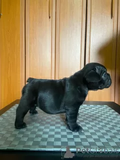 Photos supplémentaires: Chiots bouledogues français