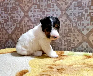 Photo №3. Chiots Fox Terrier à vendre de parents de champions. Fédération de Russie