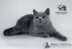 Photo №1. british shorthair - à vendre en ville de Bobruisk | 380€ | Annonce № 11154