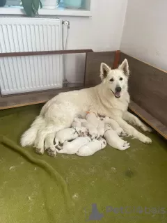 Photo №2 de l'annonce № 51322 de la vente berger blanc suisse - acheter à République Tchèque éleveur