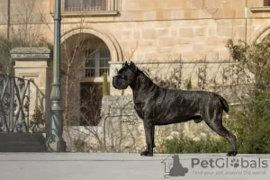 Photos supplémentaires: Chiots Cane Corso