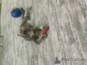 Photo №1. maine coon - à vendre en ville de Старая Русса | 308€ | Annonce № 51771