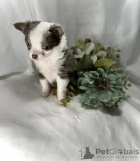 Photo №1. chihuahua - à vendre en ville de Wolfsburg | 300€ | Annonce №98468