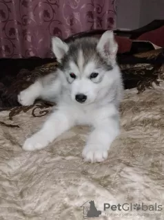 Photos supplémentaires: Nous proposons à la vente des chiots de la race Siberian Husky, issus de parents