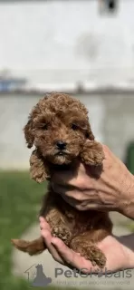 Photos supplémentaires: Petit caniche rouge