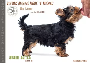 Photo №1. yorkshire terrier - à vendre en ville de Jytomyr | 547€ | Annonce №6721