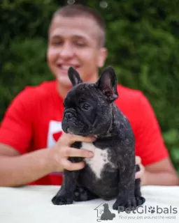 Photo №1. bouledogue - à vendre en ville de Aachen | 404€ | Annonce №128712