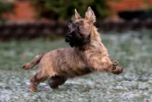 Photos supplémentaires: Filles Cairn Terrier