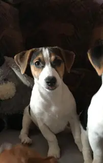 Photo №1. jack russell terrier - à vendre en ville de Moscou | 255€ | Annonce №1814