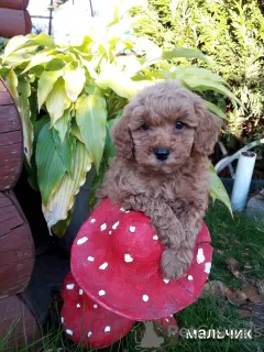 Photos supplémentaires: Chiots caniche toy garçons et filles avec pedigree