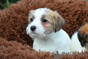 Photo №4. Je vais vendre jack russell terrier en ville de Kherson. annonce privée - prix - négocié