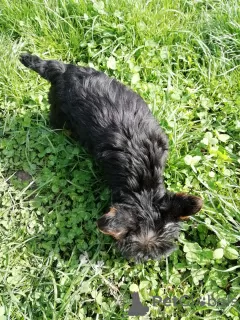 Photos supplémentaires: Les chiots Yorkie au visage de bébé sont complètement prêts à partir.