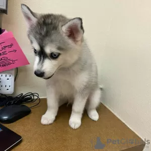 Photo №1. husky de sibérie - à vendre en ville de Loimaa | Gratuit | Annonce №128379