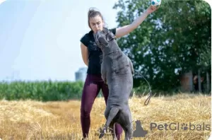 Photos supplémentaires: Chiots Cane Corso