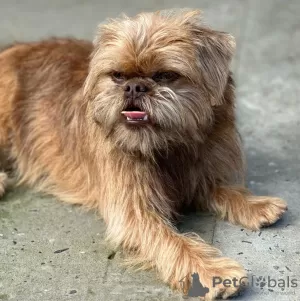 Photos supplémentaires: Chiots mâles Griffon de Bruxelles à vendre