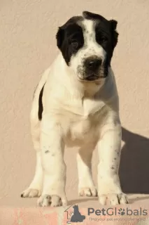 Photo №3. Chiots de berger d'Asie centrale. Serbie