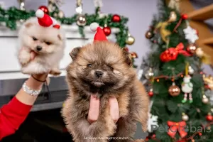 Photos supplémentaires: Chiots de Poméranie du plus haut pedigree