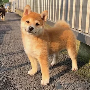 Photo №3. Chiots Shiba Inu. Swaziland