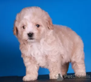 Photos supplémentaires: Chiots Maltipoo F1