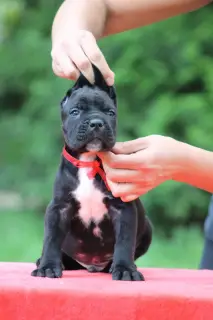 Photo №1. cane corso - à vendre en ville de Minsk | 363€ | Annonce №2412