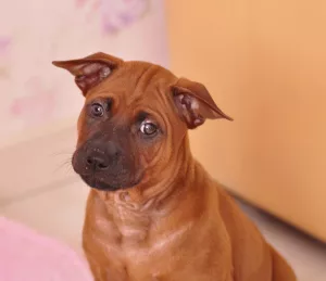 Photos supplémentaires: Des chiots Thai Ridgeback sont proposés à la réservation!