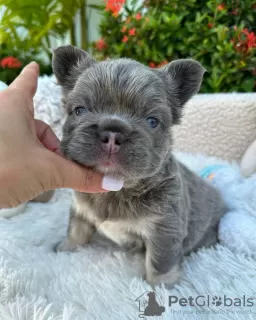 Photo №1. bouledogue - à vendre en ville de Berlin | 280€ | Annonce №89890