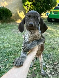 Photo №2 de l'annonce № 120853 de la vente chien d'arrêt allemand à poil long - acheter à Allemagne annonce privée