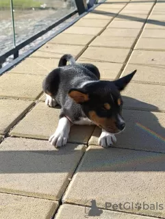 Photos supplémentaires: Chiots Basenji à vendre