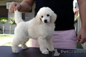 Photo №4. Je vais vendre caniche (jouet) en ville de Batočina.  - prix - négocié