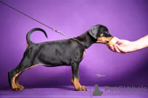 Photos supplémentaires: Chiots Dobermann