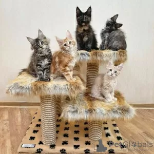 Photo №1. maine coon - à vendre en ville de Антверпен | Gratuit | Annonce № 116287