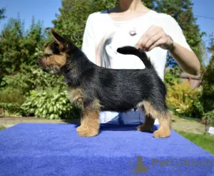 Photo №1. norwich terrier - à vendre en ville de Irkoutsk | 799€ | Annonce №13186