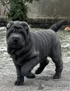 Photo №1. shar pei - à vendre en ville de Gorzów Wielkopolski | 1200€ | Annonce №88677