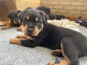 Photo №2 de l'annonce № 37088 de la vente rottweiler - acheter à Fédération de Russie 