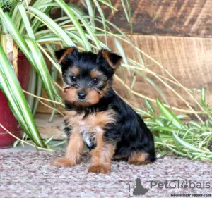 Photo №1. yorkshire terrier - à vendre en ville de Tegernsee | 600€ | Annonce №63810