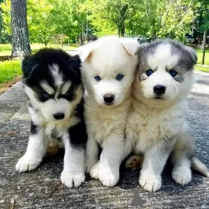 Photo №1. malamute de l'alaska - à vendre en ville de Berlin | négocié | Annonce №119711